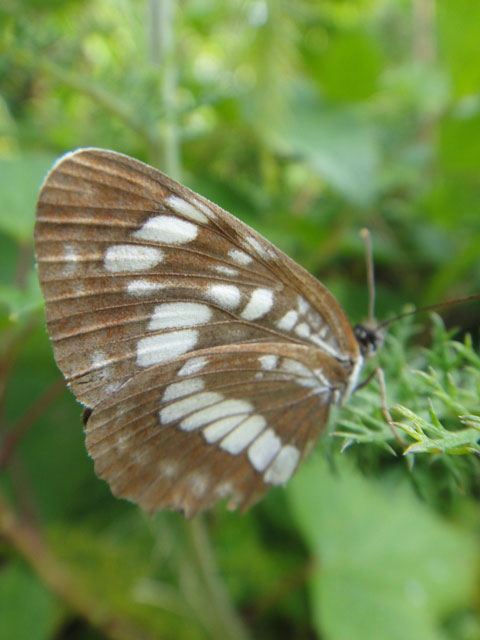   Neptis rivularis 