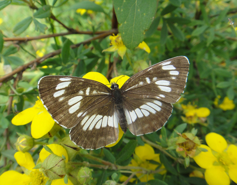   Neptis rivularis 