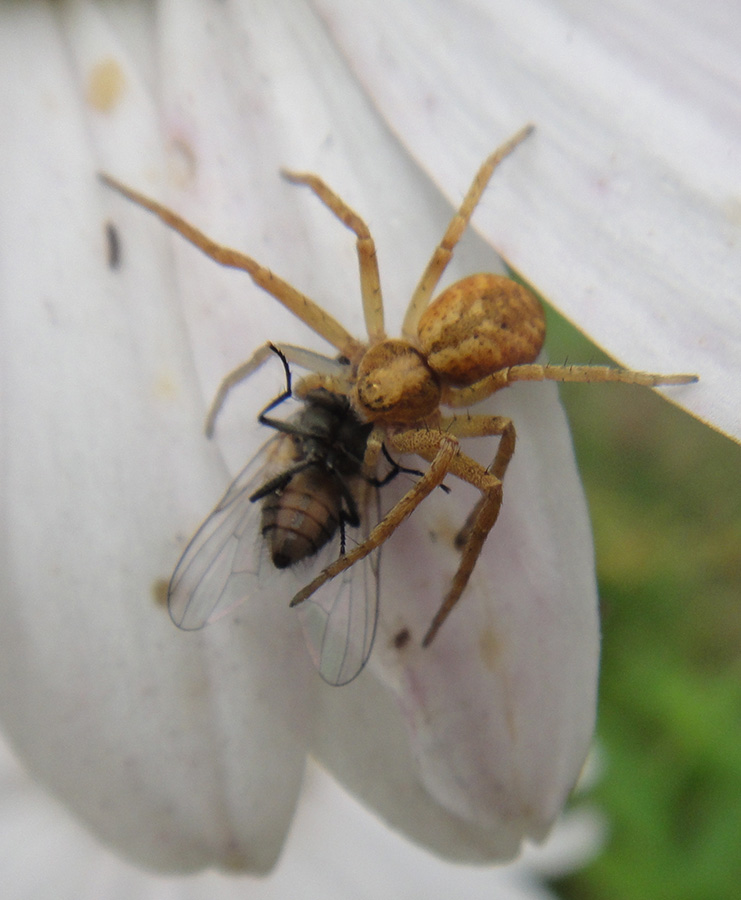   Philodromidae  (18+)