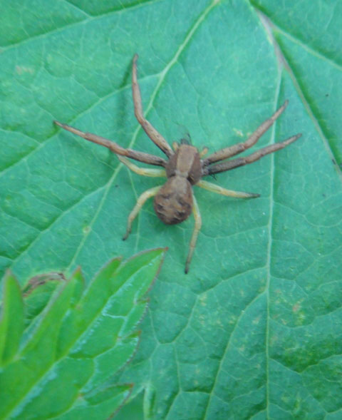   Thomisidae