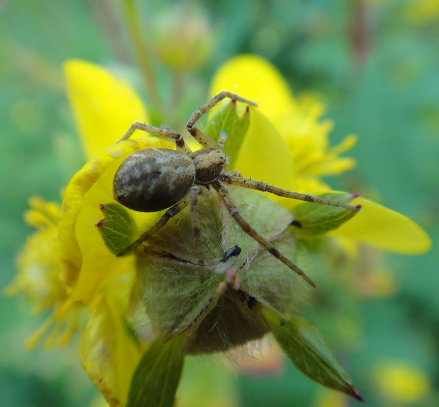   Philodromidae