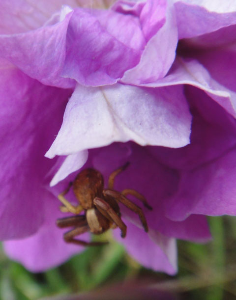 Thomisidae?