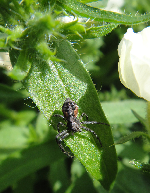   Philodromidae