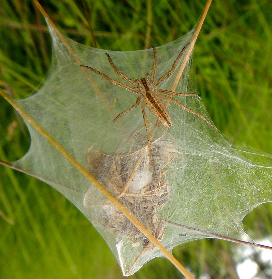 Tibellus oblongus