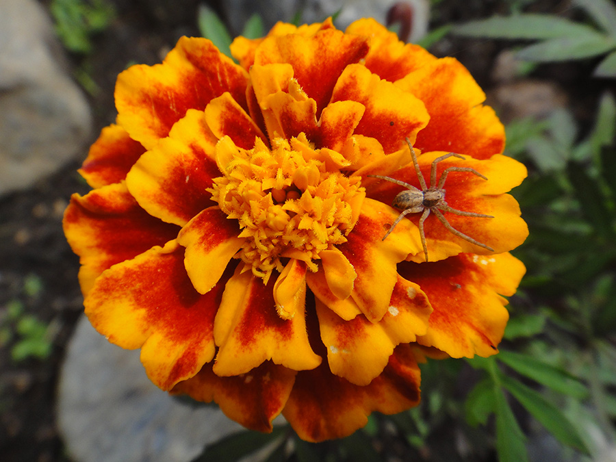   Philodromidae