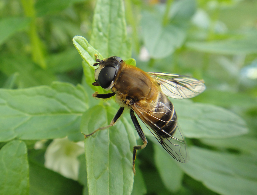Пчеловидка Eristalis pertinax?