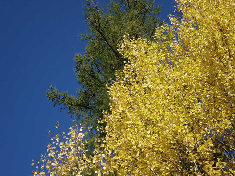 ������ �����.