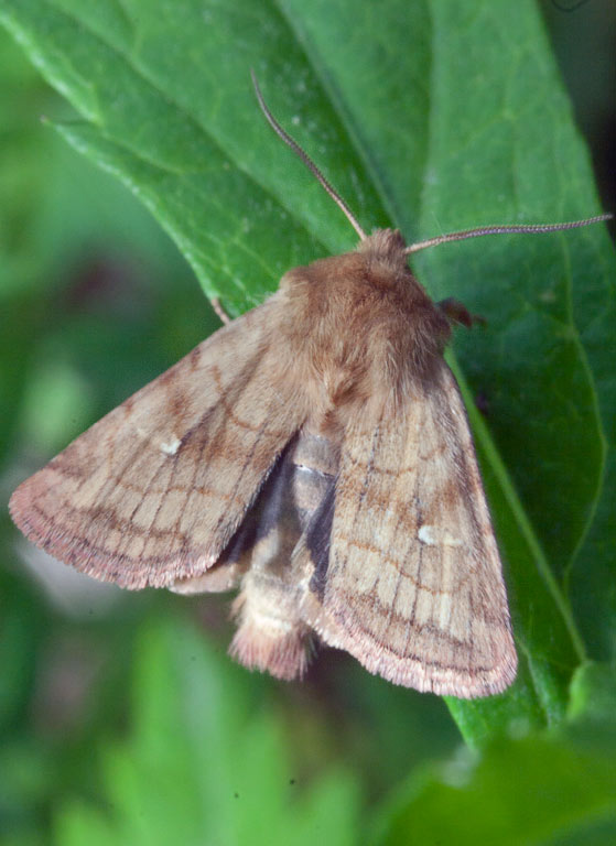   (Lasionycta imbecilla)