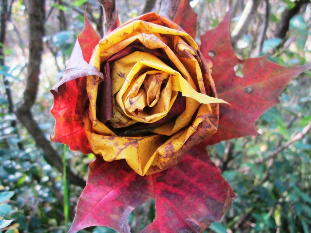 ������� ���� �� �������� ������� 