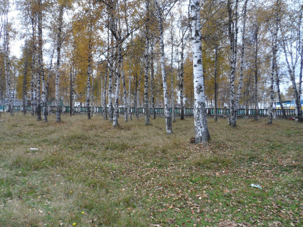 берёзовая роща возле школы