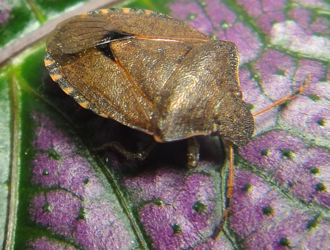  Holcostethus strictus vernalis 