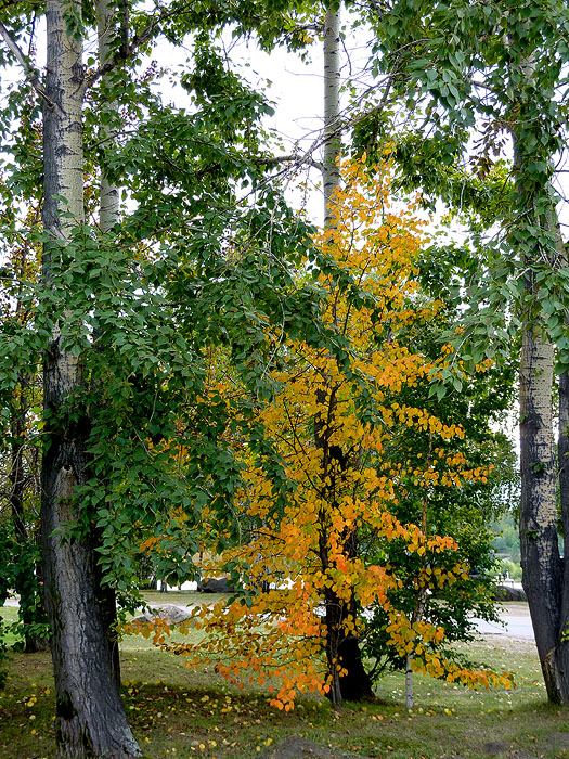 ���� �� ������� �����