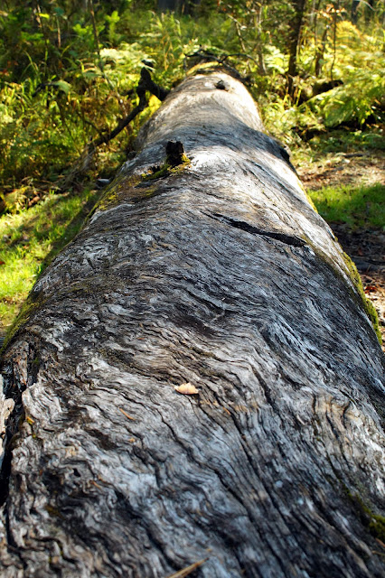 ������ ������������