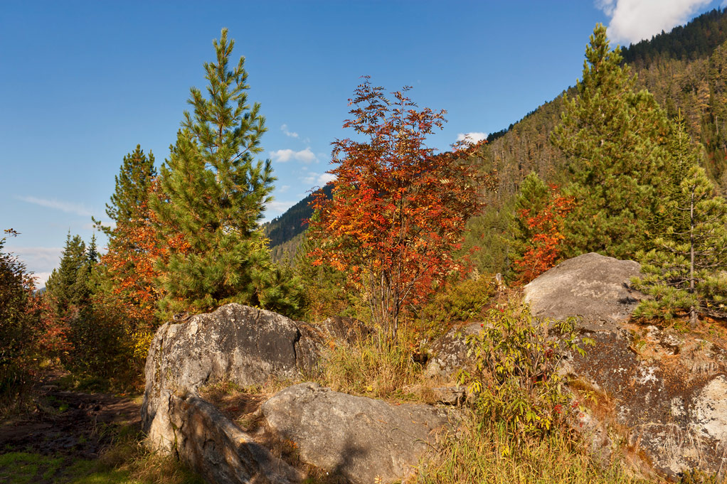 ������� ����