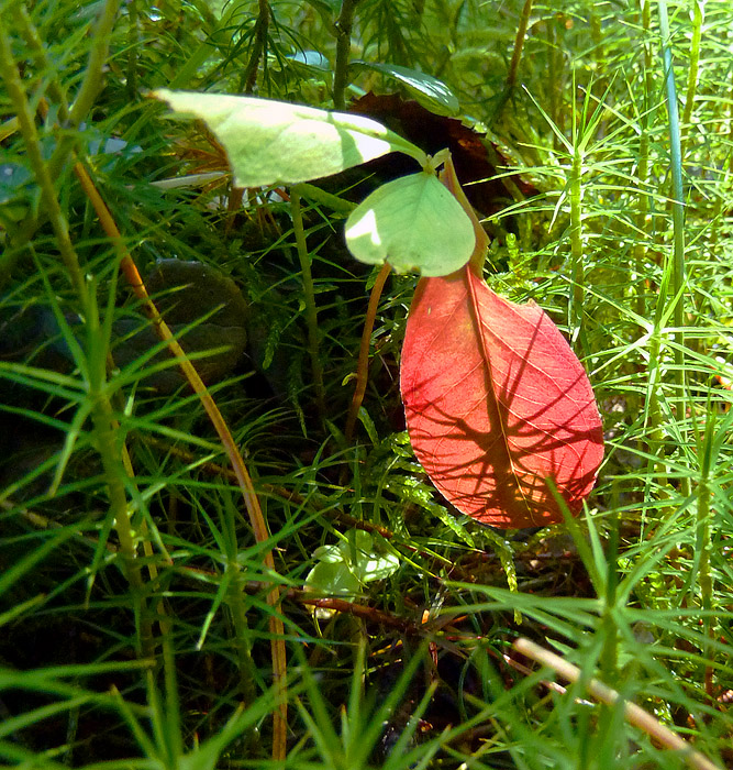 �������� �����