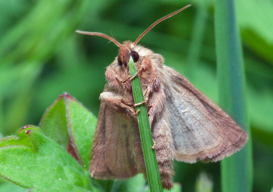   (Lasionycta imbecilla)