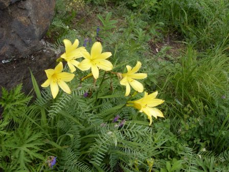 ������� ��������� �������