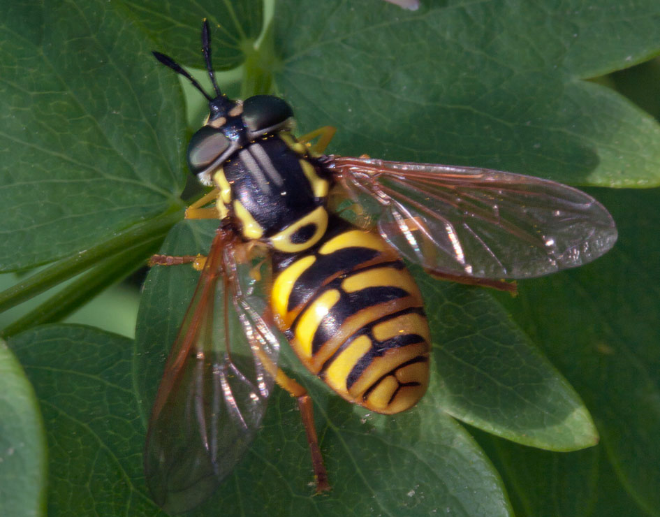 -  (Chrysotoxum octomaculatum)