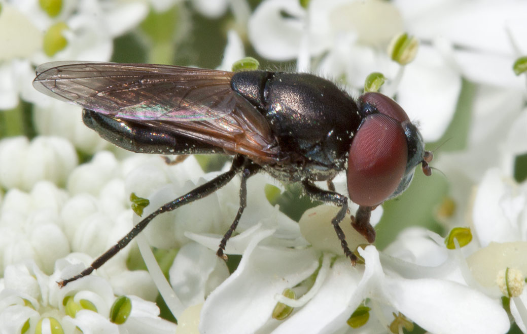 Золотобрюшка (Chrysogaster sp.)