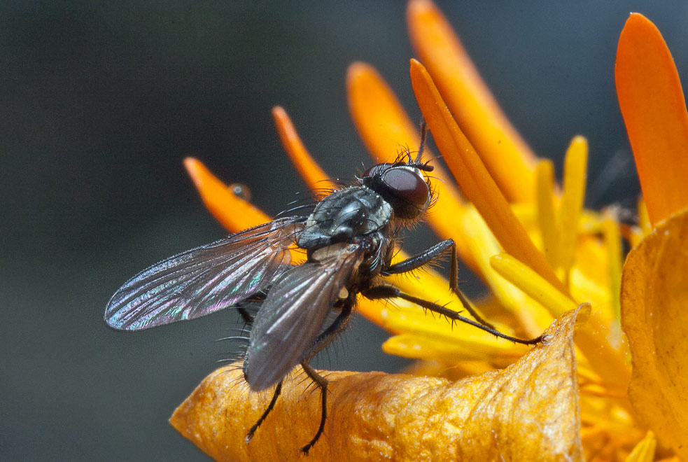   (Muscidae?)
