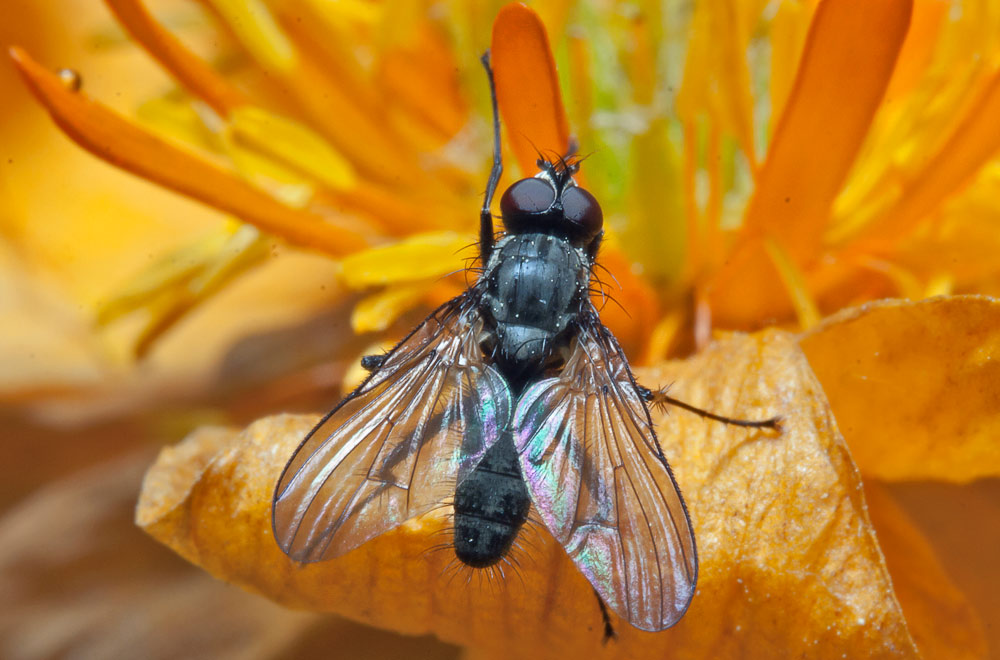   (Muscidae?)