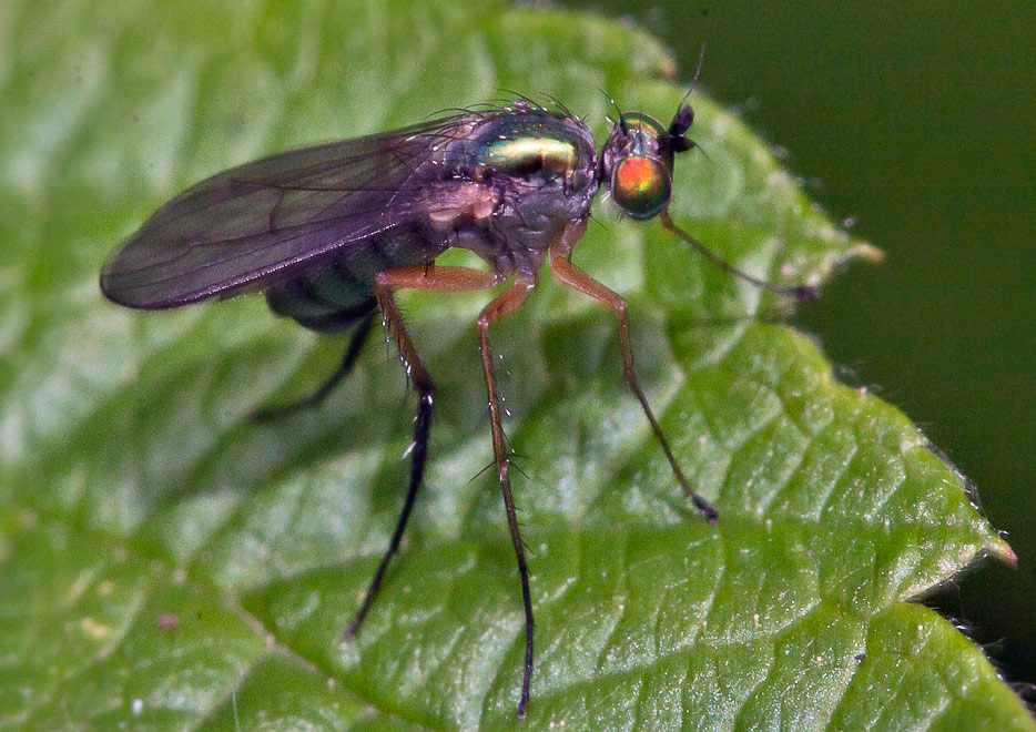  (Dolichopus sp.)