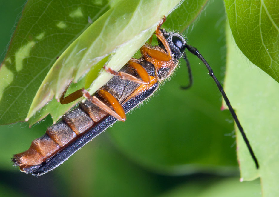 Усач жимолостный (Oberea pupillata) ?
