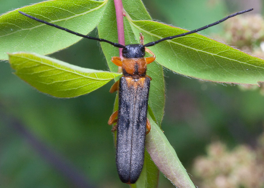   (Oberea pupillata) ?