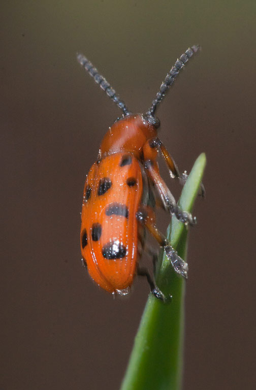   (Crioceris duodecimpunctata)