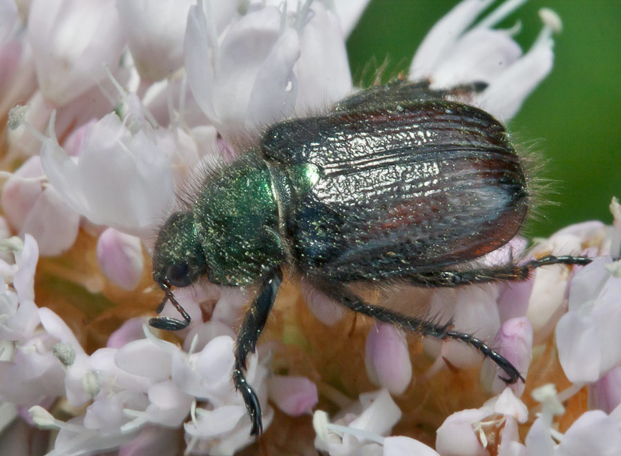   (Phyllopertha horticola)