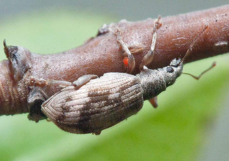  Polydrusus fulvicornis