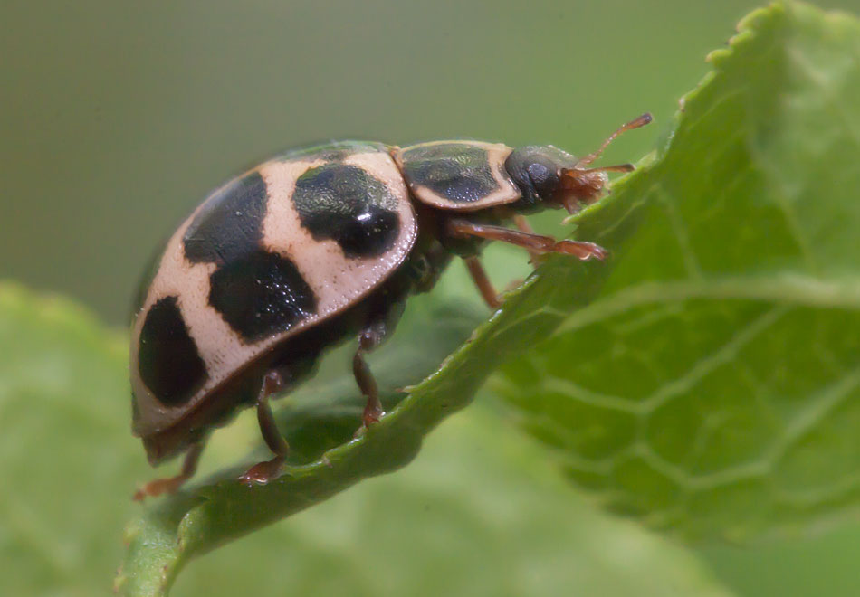   (Calvia duodecimmaculata)