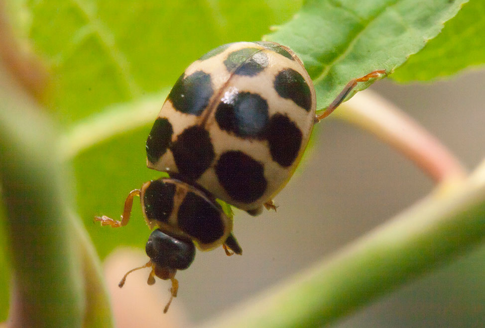   (Calvia duodecimmaculata)