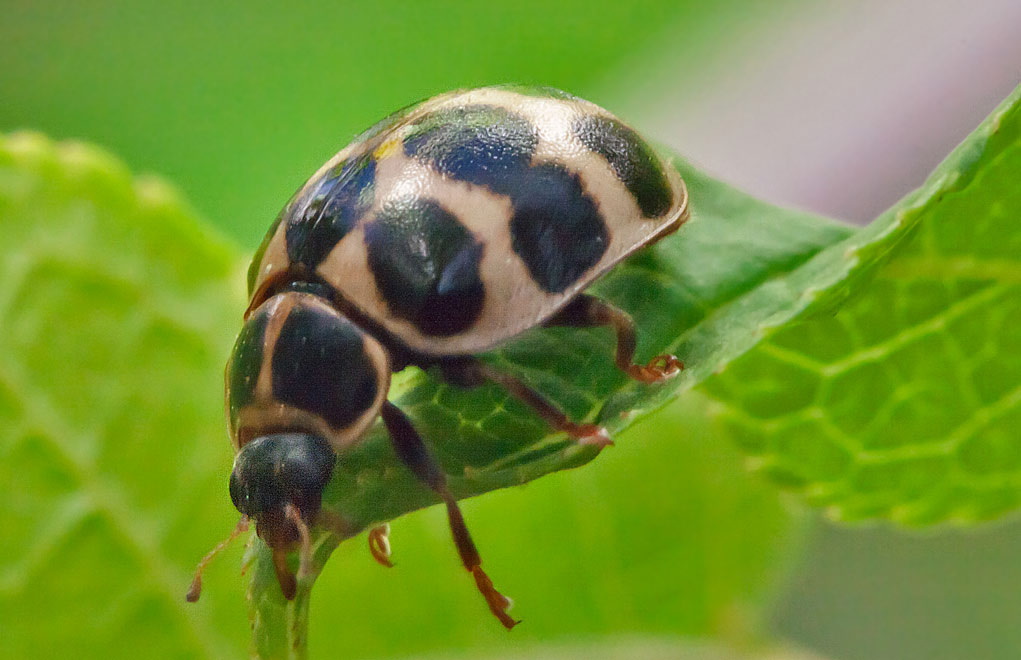   (Calvia duodecimmaculata)