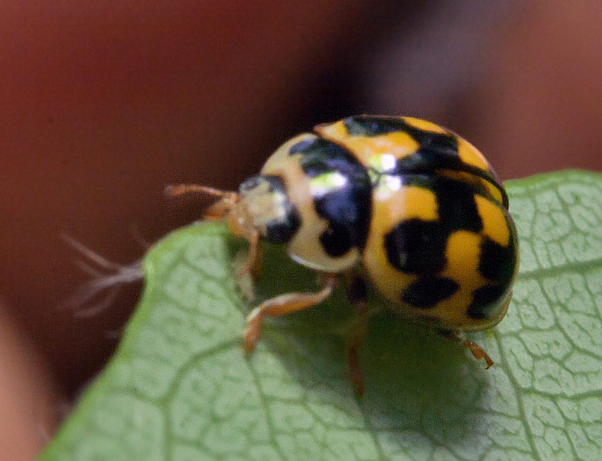   (Propylea quatuordecimpunctata)