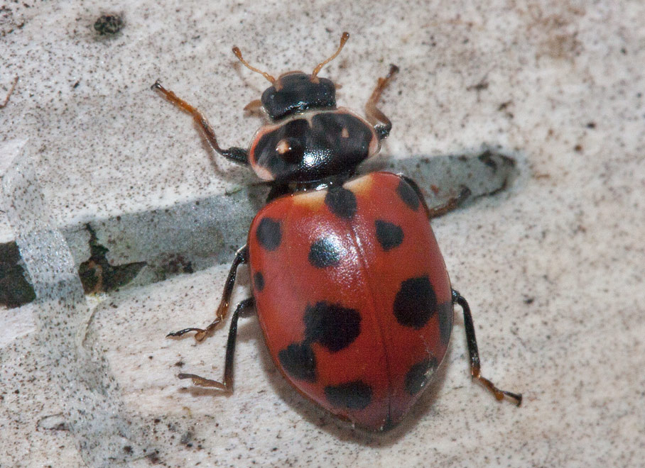   (Hippodamia tredecimpunctata)