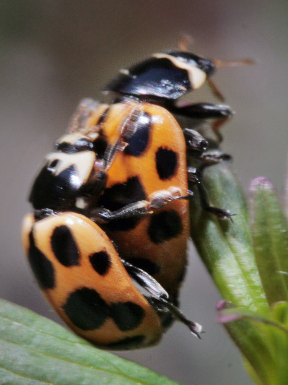   (Semiadalia notata)
