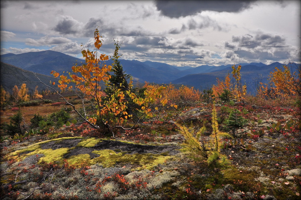 ������� ��������.