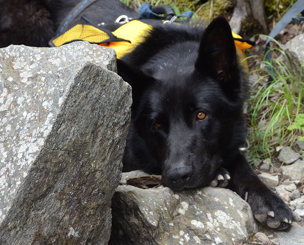 �� �������