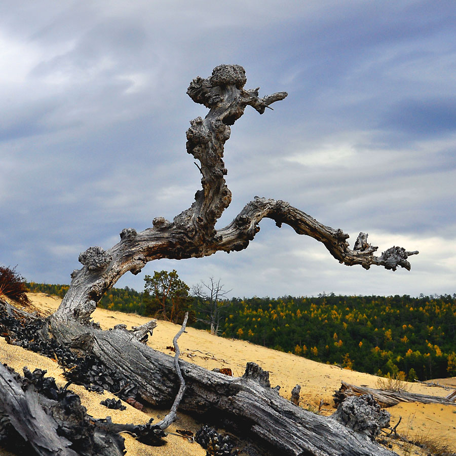 ����� �������