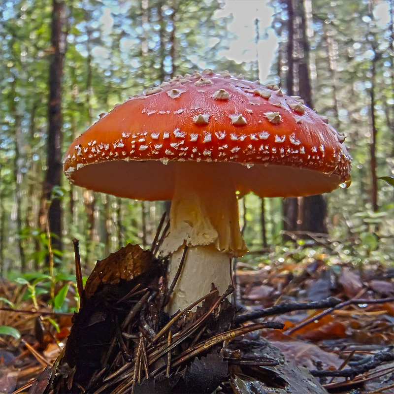 мухомор