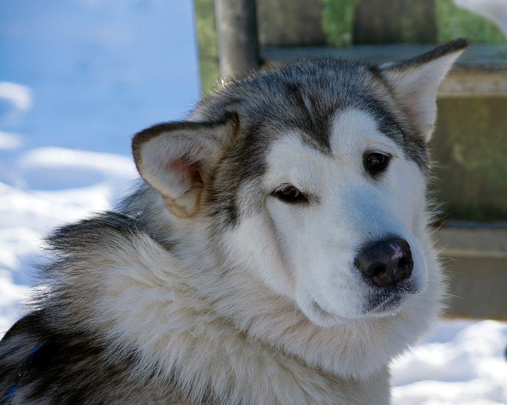 ���������� ������.