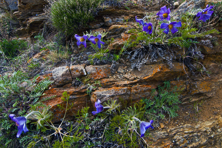 ��� �����