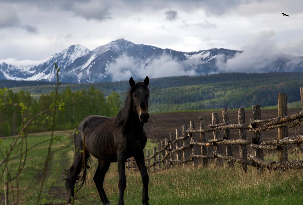 ������ ������