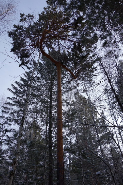 ����-�������� ������ �� �������� ����-����