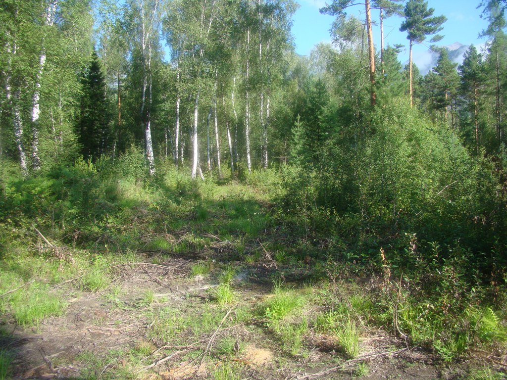 Дорога на северо-восток от лесорубной поляны