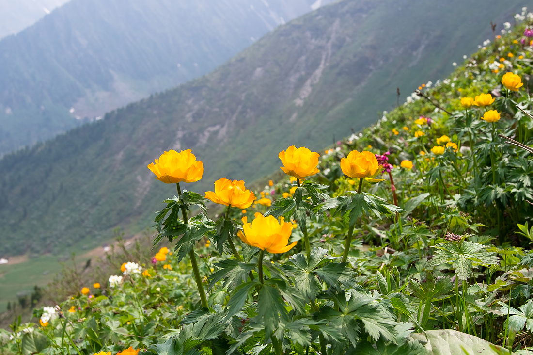 ��������� �����