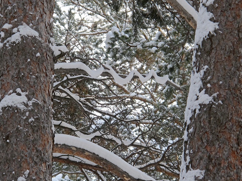 ��� ���� ��������...