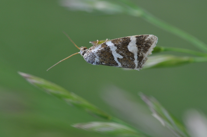 -  (Deltote bankiana - Noctuidae)