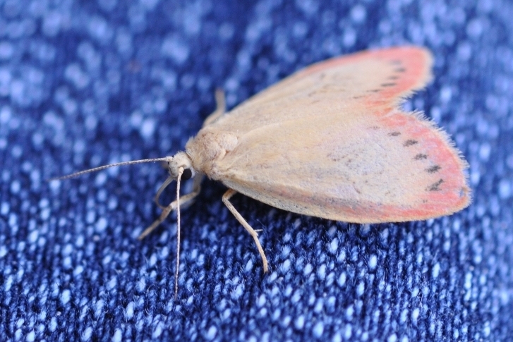   (Miltochrista miniata - Arctiidae)